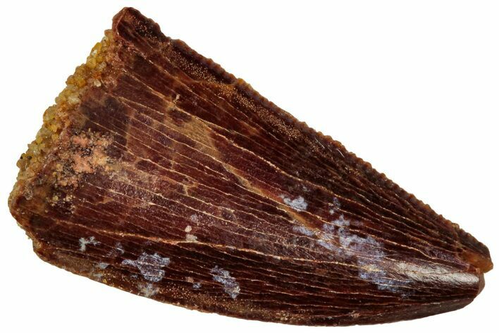 Serrated Raptor Tooth - Real Dinosaur Tooth #298129